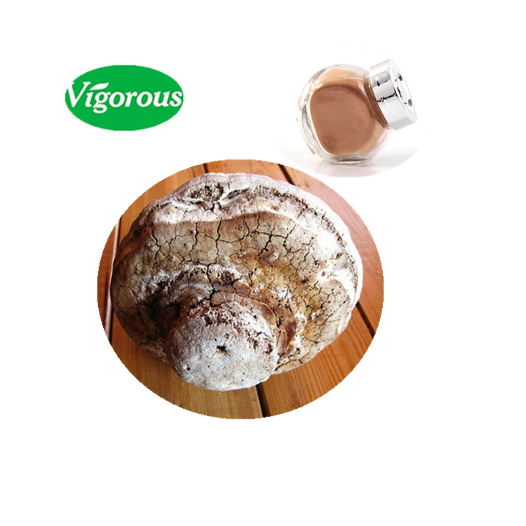 Chinese Herb Agarikon Mushroom Extract