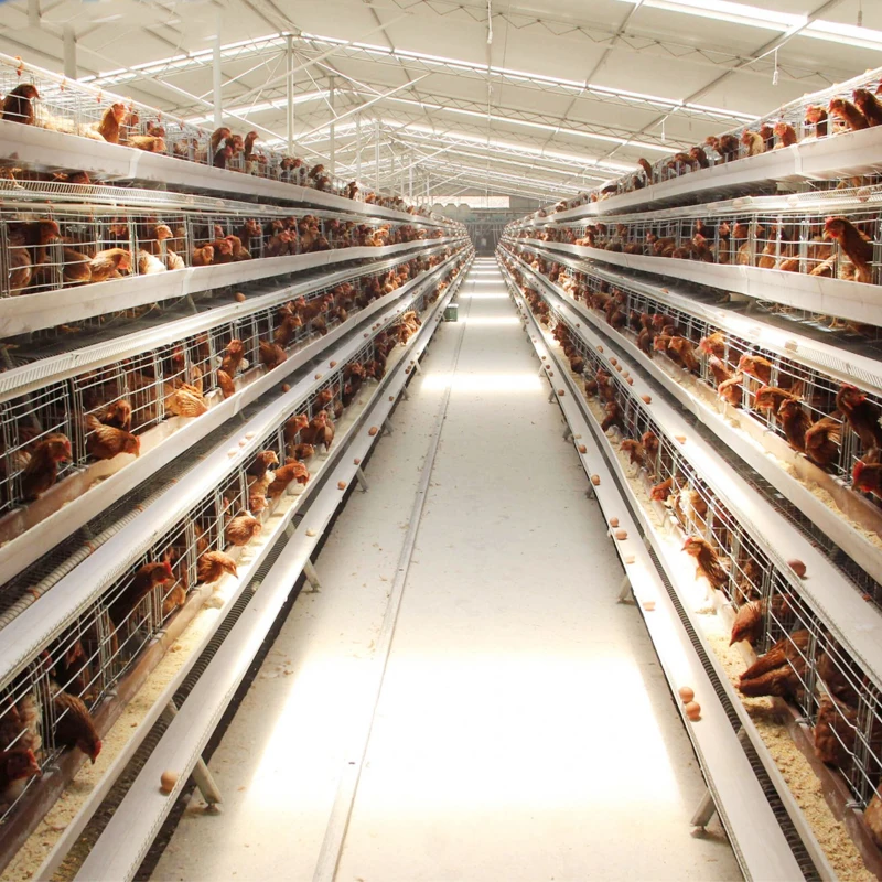 H type poultry egg layer battery cages system 1000 chickens  poultry farm for 10000 birds