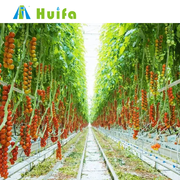 Agricultural Green House Farm Tomato Planting Solution With Hydroponic Growing System