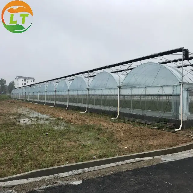 Agriculture Hydroponic Growing Systems with Coco Peat Grow Bags for Strawberry