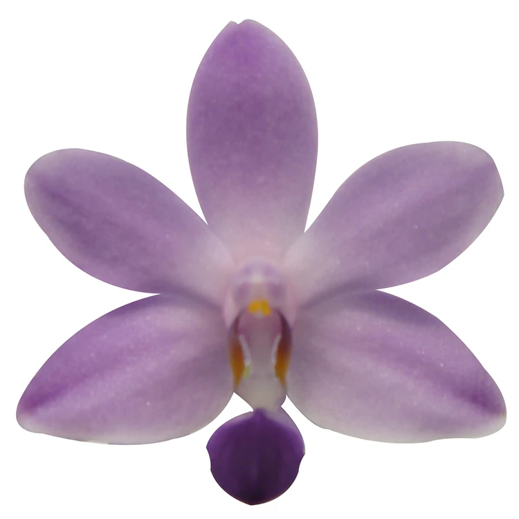 
small flask orchid plants for wholesale buyers 