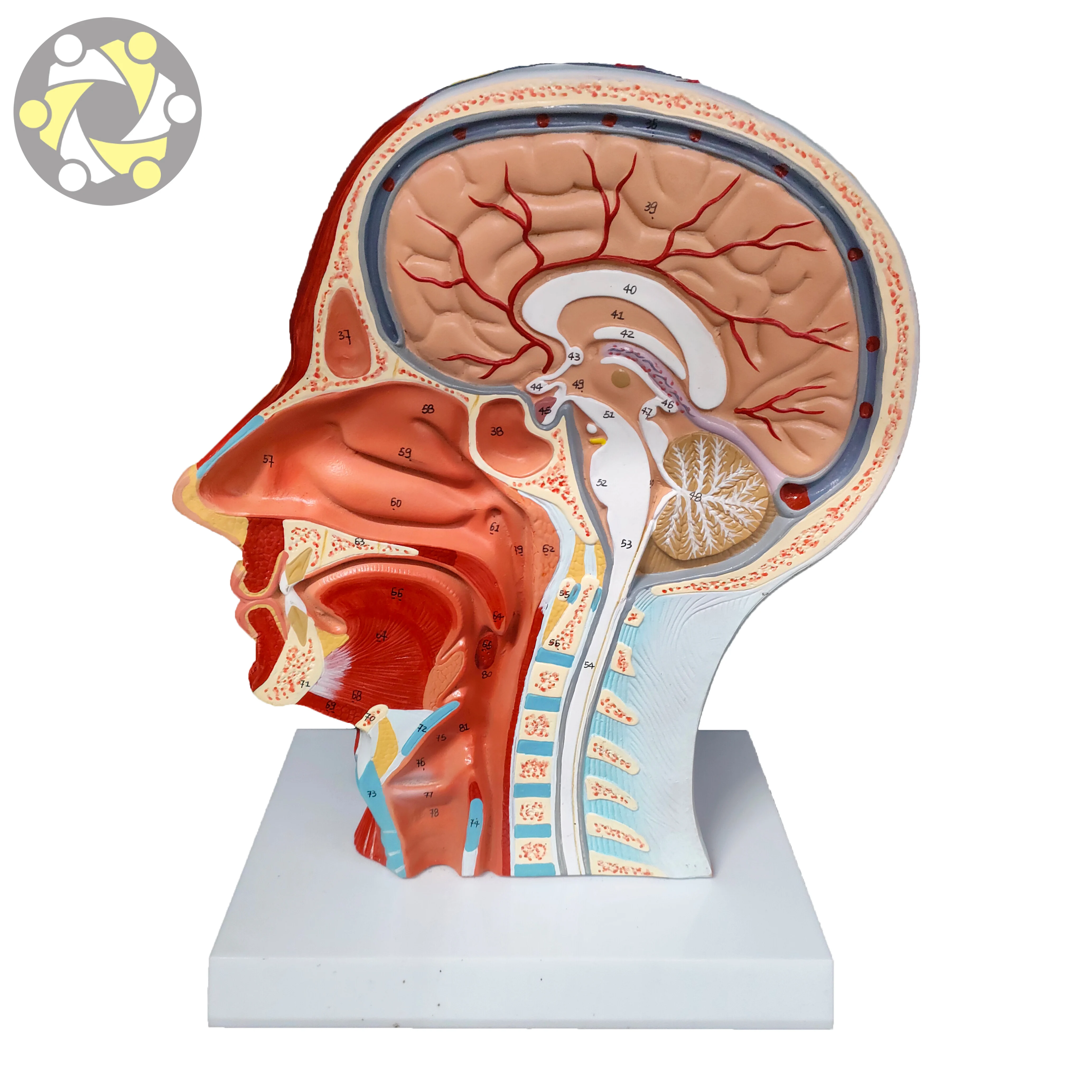 Educational Lab Medical Science Teaching  Anatomical Model Of Head And Face With Blood Vessels