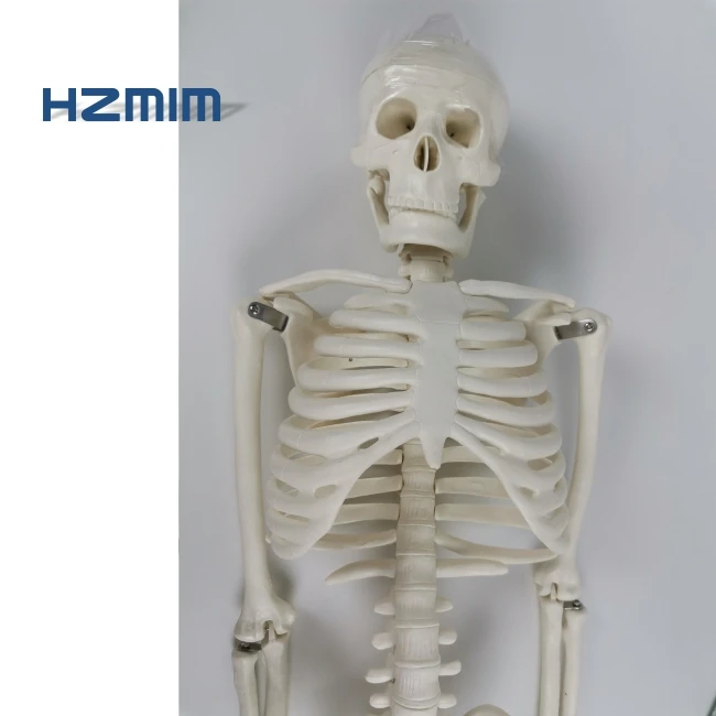 Human Anatomical Model 85cm Human Skeleton Model