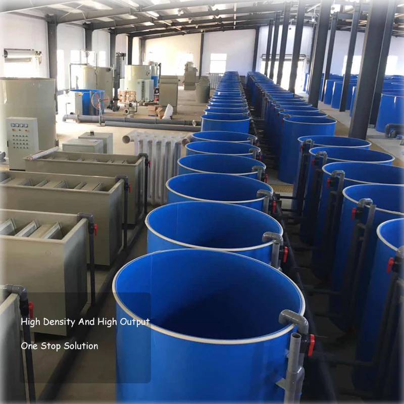 Indoor 300m3 Sea-bass Pisculture fish farming for koi fish and Recirculating Aquaculture System Price