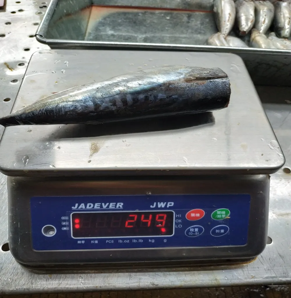 Frozen Bonito Tuna Bullet Tuna HGT for Canning,Auxis Thazard,Auxis Rochei