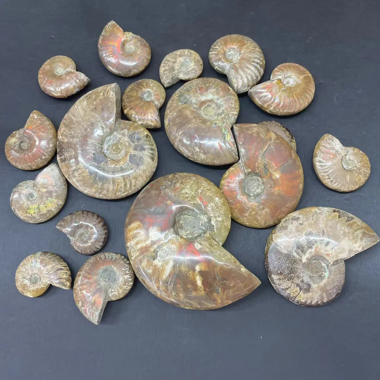 Natural Ammonite Fossil Rainbow Polished Jade Pattern Ammonite Fossil For Fengshui