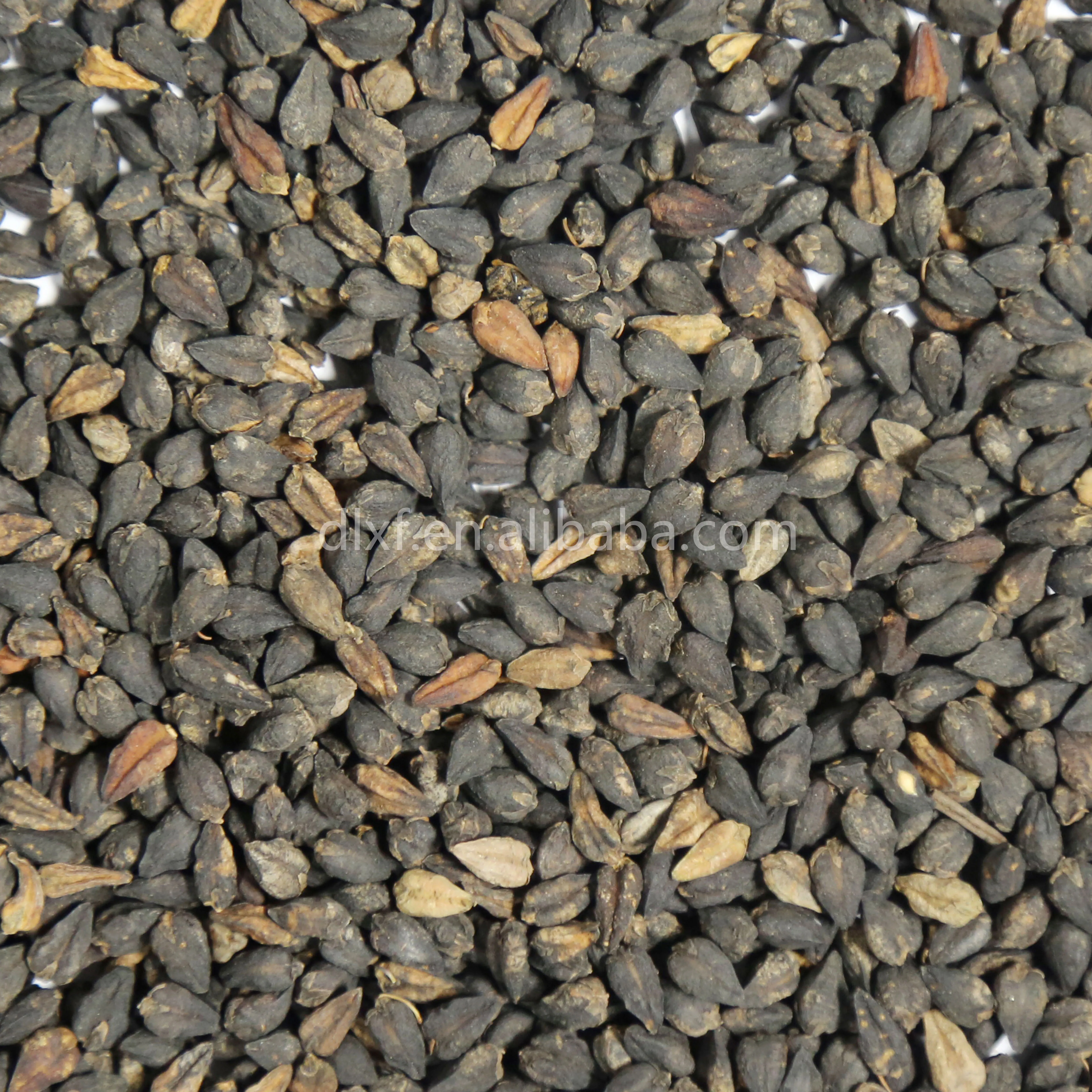 Черная горькая тартарная гречиха