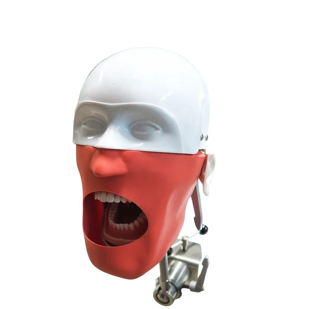 Training use dental phantom head