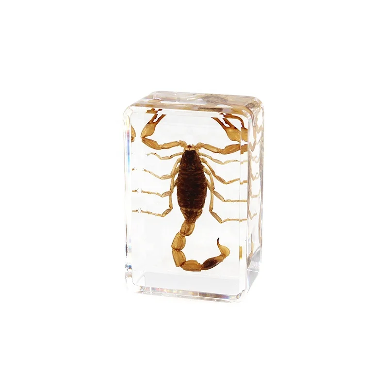 Hot selling scorpion specimen paper weight embedded real scorpion in resin animal ornaments resin crafts