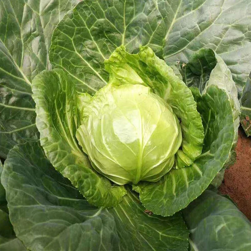 
Asian high-yield hybrid cabbage seeds from China vegetable seeds 