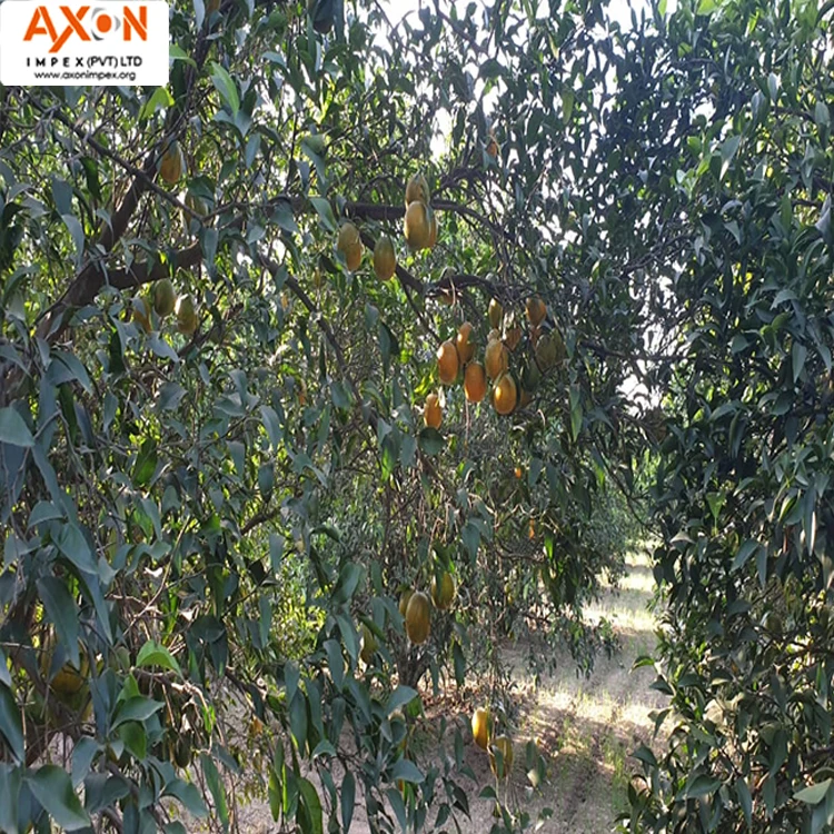 
Fresh Citrus Naval oranges, Lemons,Mandarins,valencia orange,Lime for sale 