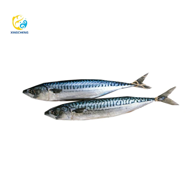 New Season Frozen Pacific Mackerel Fish