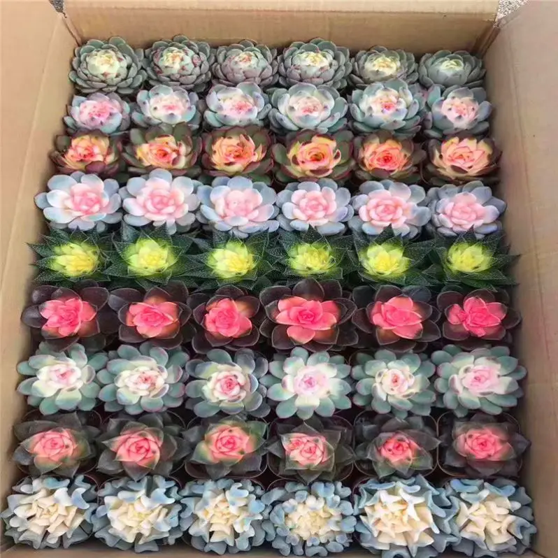 
Succulent plant potted, random nine color brocade 