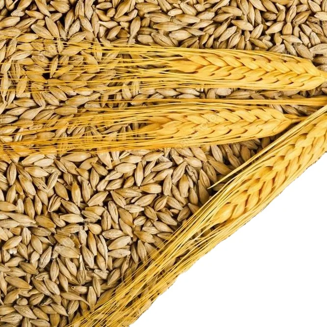 
 Натуральные необработанные ячменя/солода/потребления/корма для животных  