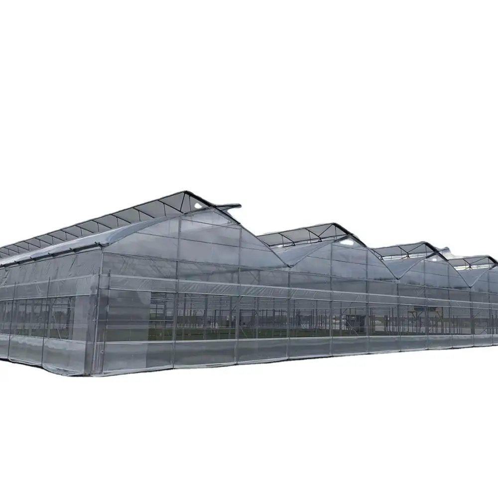 One one Multi-span Plastic Film Greenhouse Tomato Greenhouse and Strawberry Greenhouse Turnkey Project