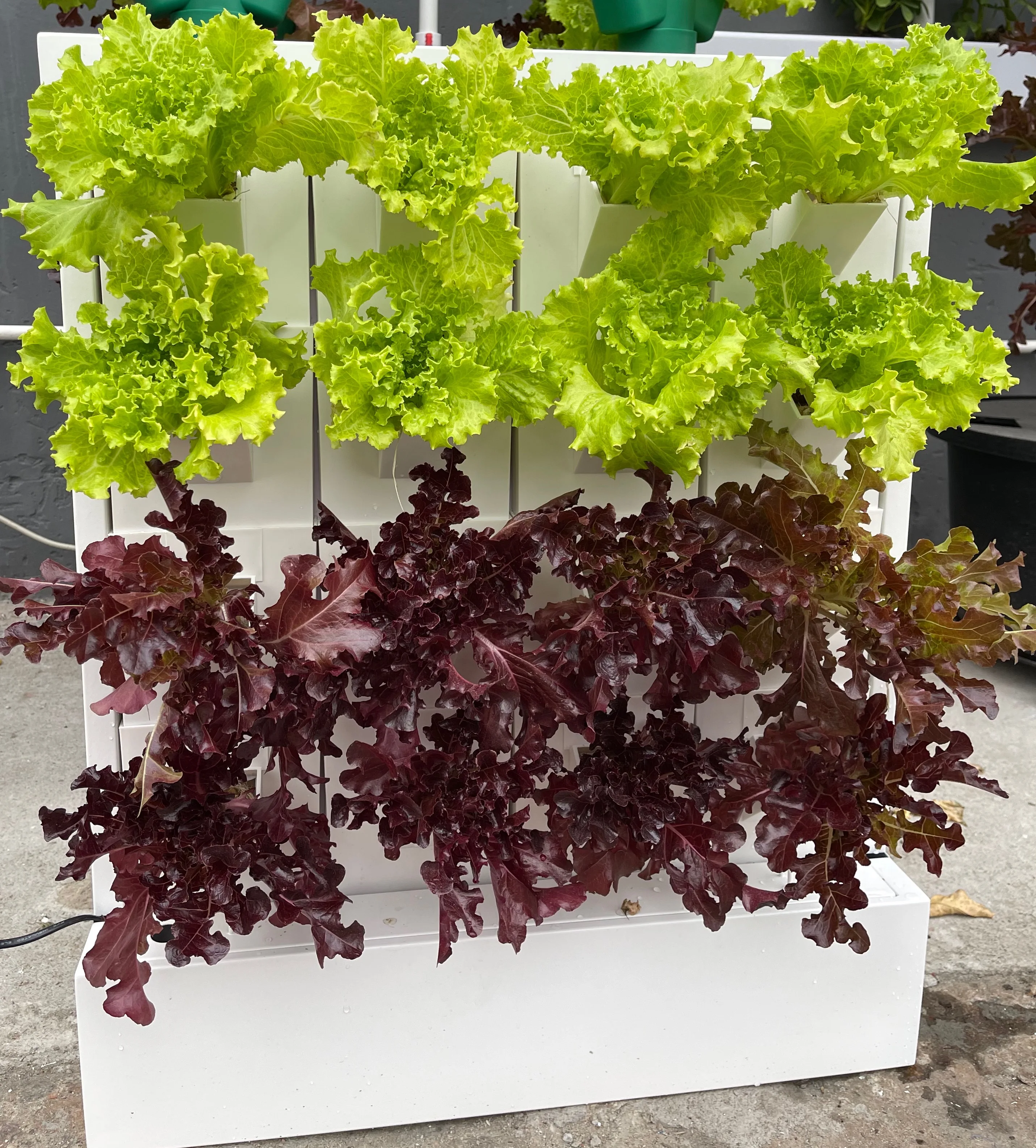 High Quality indoor vegetables wall type greenhouse vertical hydroponic growing systems