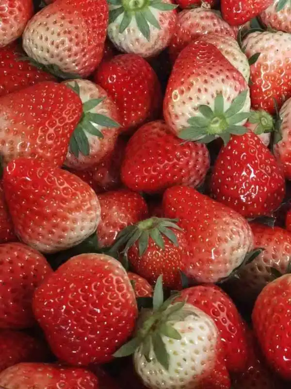High quality big size tasting wholesale clean sweet strawberry