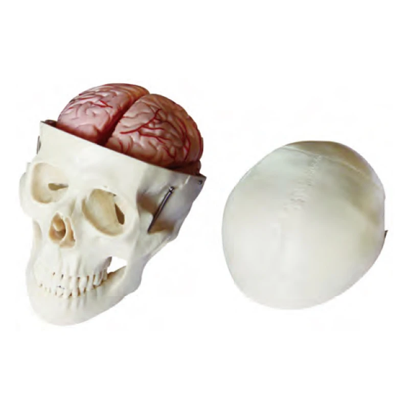 Natural Anatomical Skull Model Large PVC Medical Teaching Model for Medical School Training