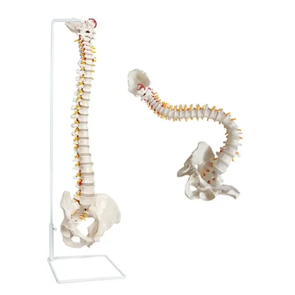 XX-A120CB модель таза с гибким поясом для позвоночника 85 см естественного университетского медицинского обучения