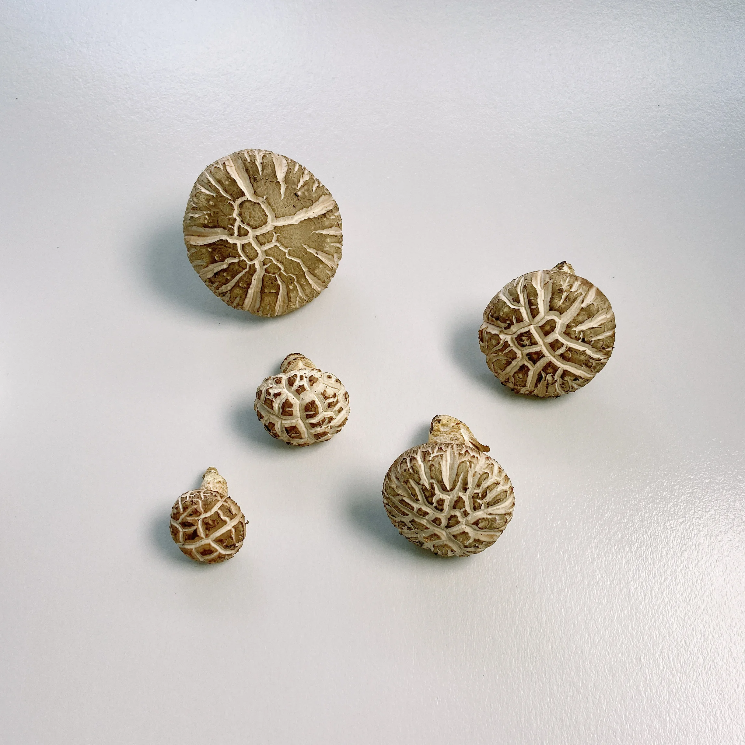 High Quality Round Umbrella-shaped Buy Healthy Dried Shiitake Mushrooms