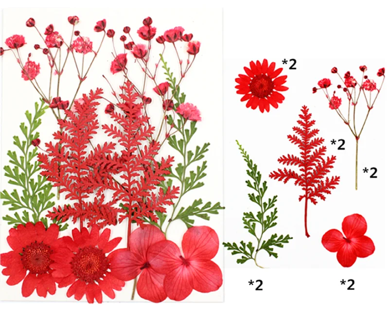 Dry Flower Diy Makeup Nail Phone Case Frame Materials Plant Flower Specimens Real Natural Dried Pressed Flower For Resin