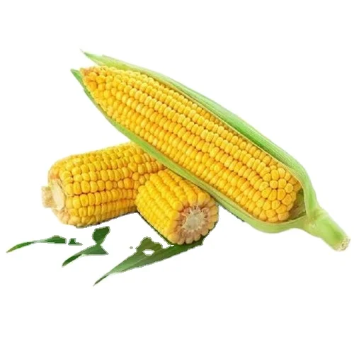 Hot Sales Yellow Corn/ Maize for Animal Feed / YELLOW CORN for POULTRY FEED