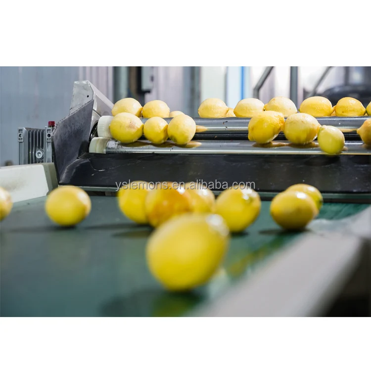 Best Prices For Montale Fresh Lemon Verna Fresh Lime Lemon Turkey Manufacturers