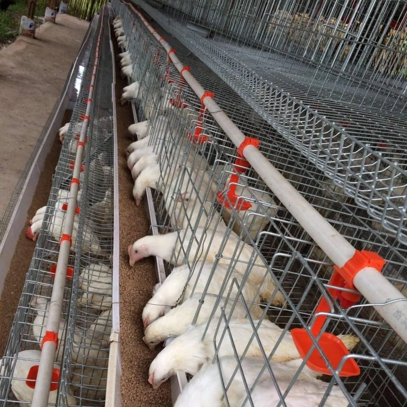 best sales A type 5 cells chicken cage for 160 layers in Uganda