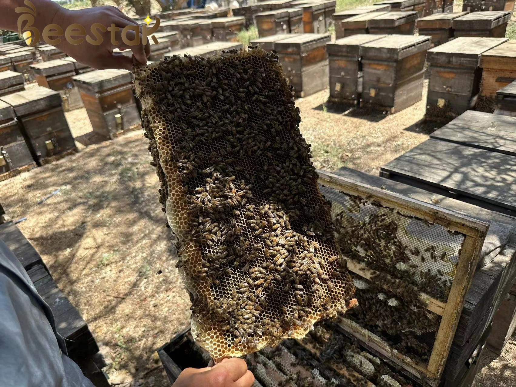 Factory supply 100%  natural Traditional herb honey  high quality honey packed in barrel