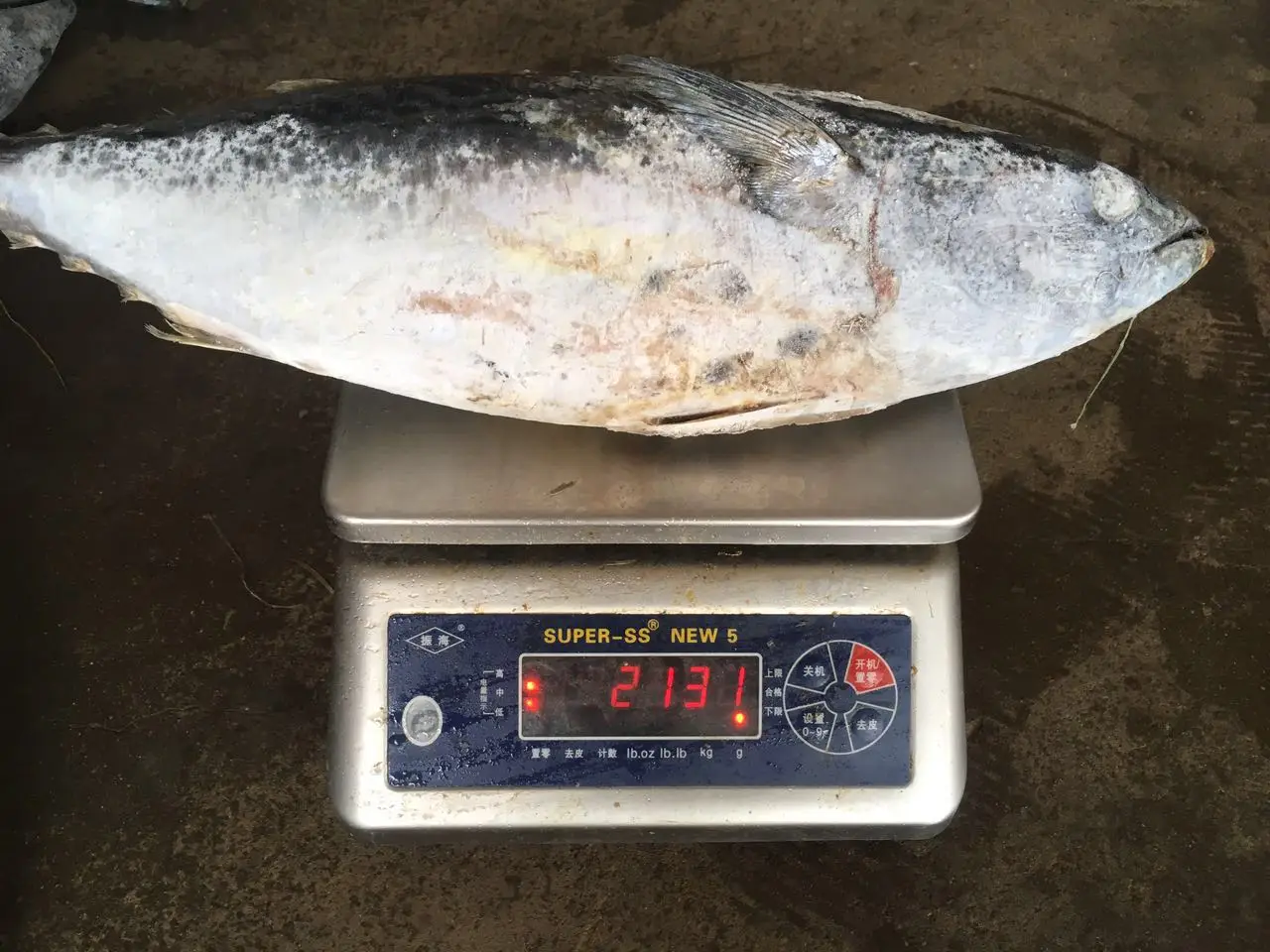 M22 1000g+ Frozen Bonito Fish Skipjack Tuna