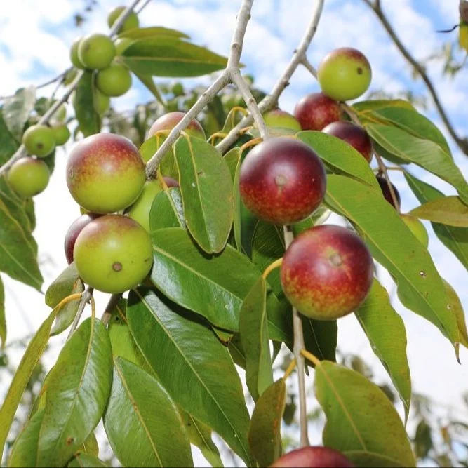 High Quality Organic Camu Camu PULP Powder From Peru