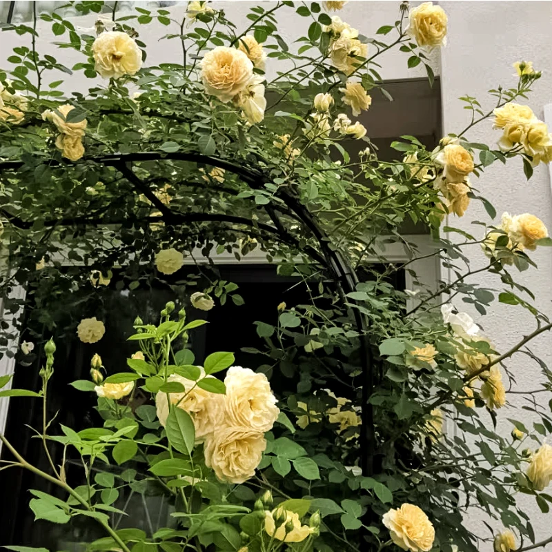 New Design Garden Arbor Steel Elegant Arch Flower Frame for Wedding Decorative Flower Arch