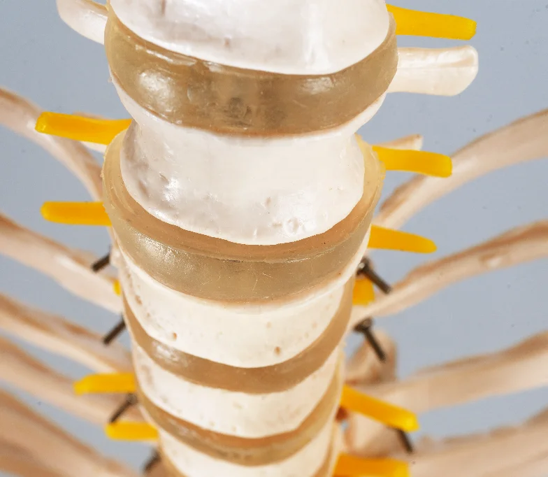 
CBM-001A 180cm Human Skeleton Model , Educational Anatomical Medcial Model 