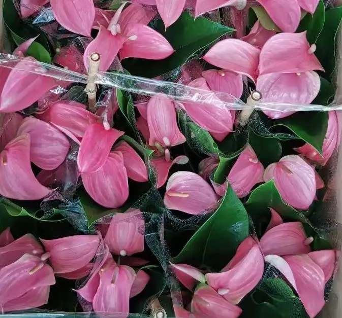 Hotsale cheap price beautiful Anthurium Joli purple ornamental live foliage woody plants real indoor bonsai