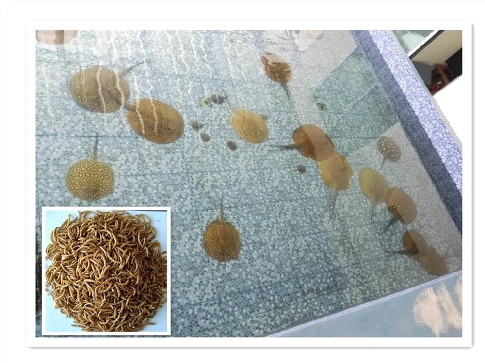 
Koi Food Fish Feed Dried Mealworm Aquatic Feed Additive 