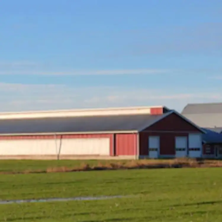 
 Изолированные Стальные Клетки птицефабрика и птицеводства дизайн кур-несушек  