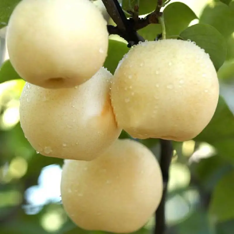 Factory Direct Sale Round White Fresh Water Real Singo Pear
