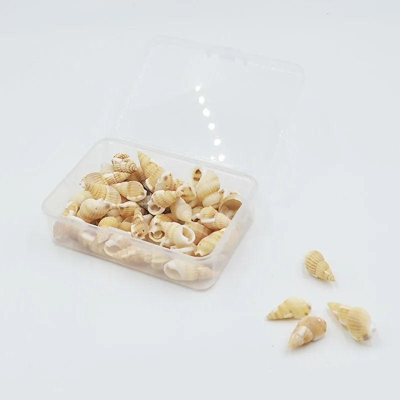 Mixed ocean seashells natural empty clean beach shell raw sea shells combination box packaging for home decor and crafts making