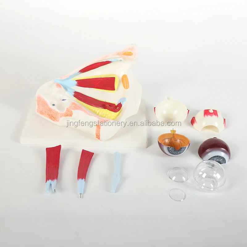 Human Eyeball Anatomical Model Anatomically Eye Model Human Eye Anatomy for Science Display Teaching Models