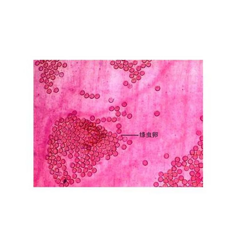 50PCS Medical Science Medical Parasitology Prepared Slides for School Microscope Prepared Slides