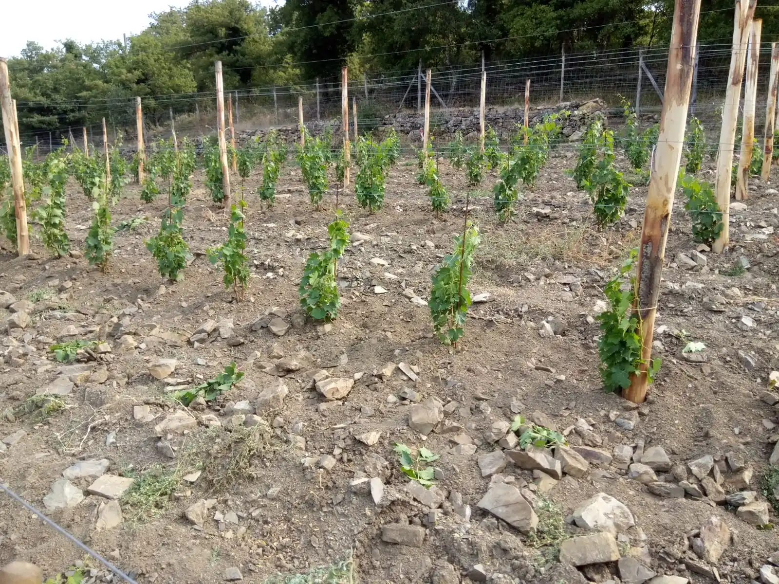 High Quality 750 Ml Wine 12,5 % Vol  Table Wine White Wine For Restaurant hotel  Made In Italy