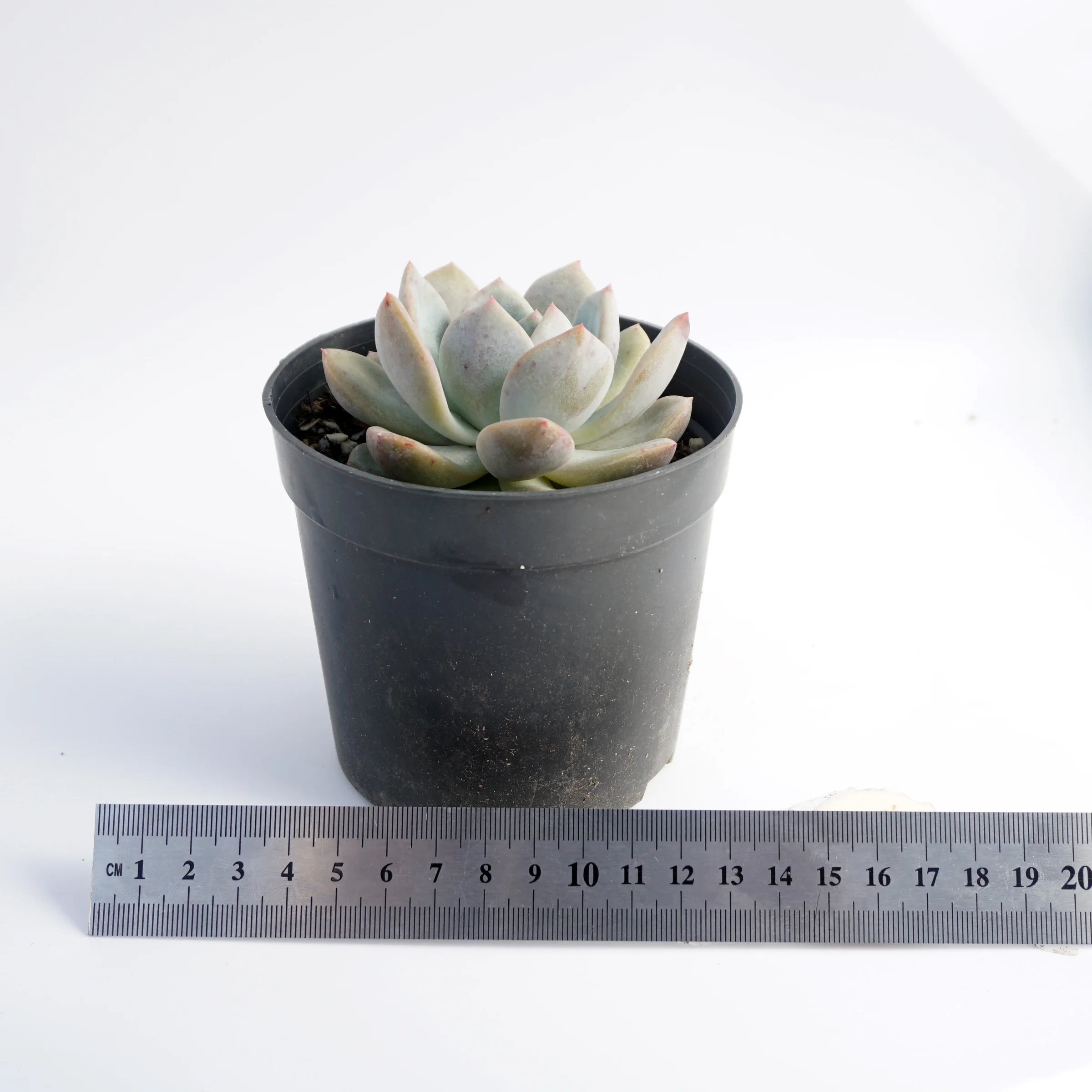 factory direct supply High Quality suculentas natural variegated echeveria rare succulent plants