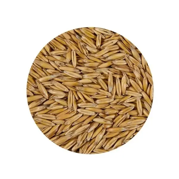 
 Оптовая продажа семян овса без ГМО  