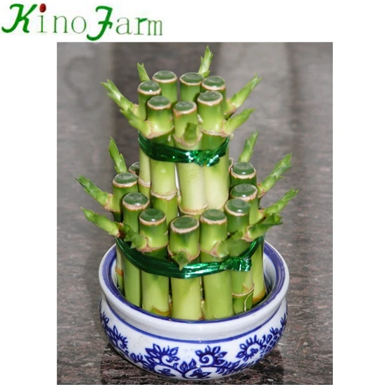 Small 2 Layers Lucky Bamboo