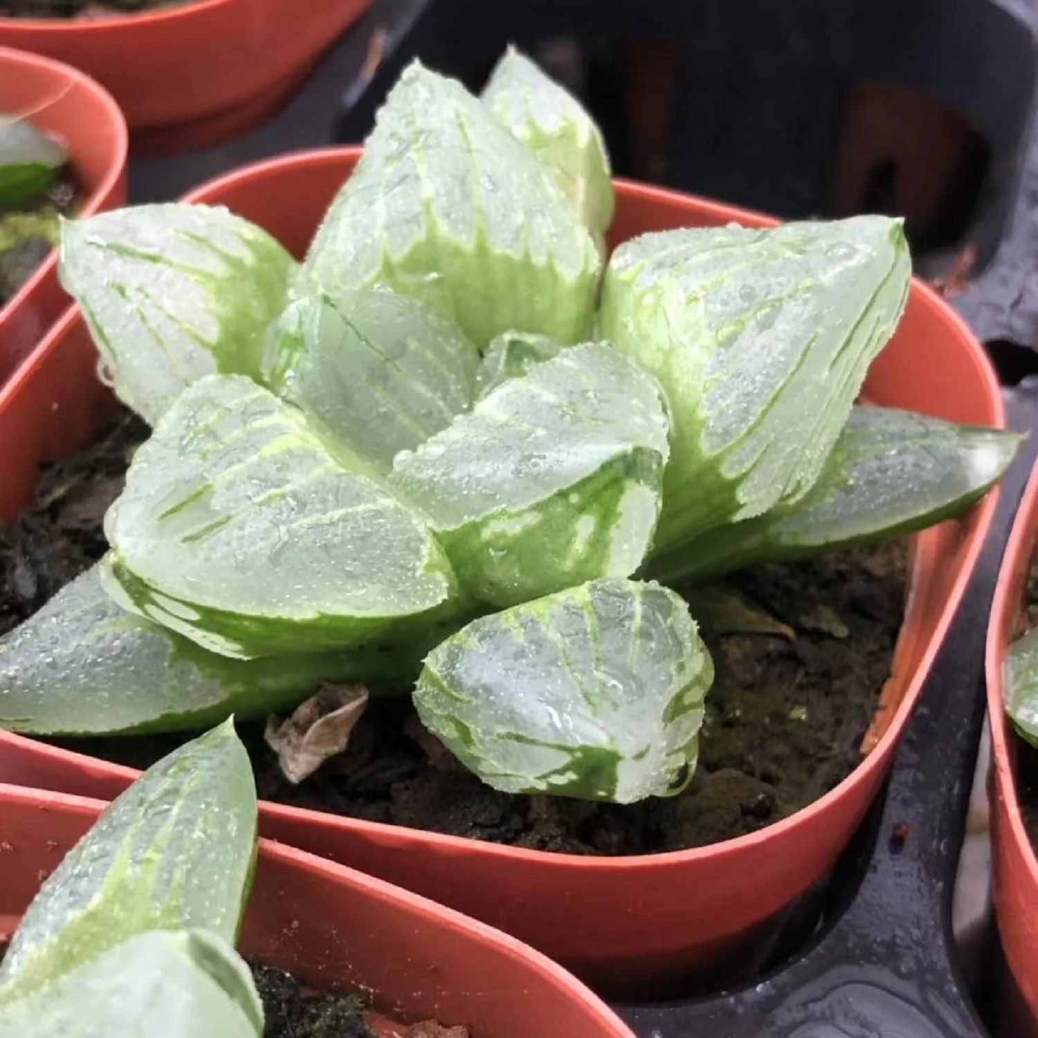 H165 haworthia Atropha «Ледяной город» Редкие суккуленты живое растение 3 5 горшок бонсай комнатное эферия кактус
