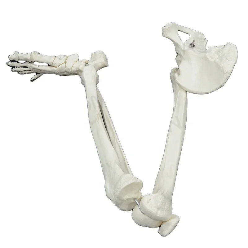 Human Leg Bone Model with Hip Bone Lower Limb Anatomy Pelvic Bone Anatomical Model Educational Equipment Medical Sciences