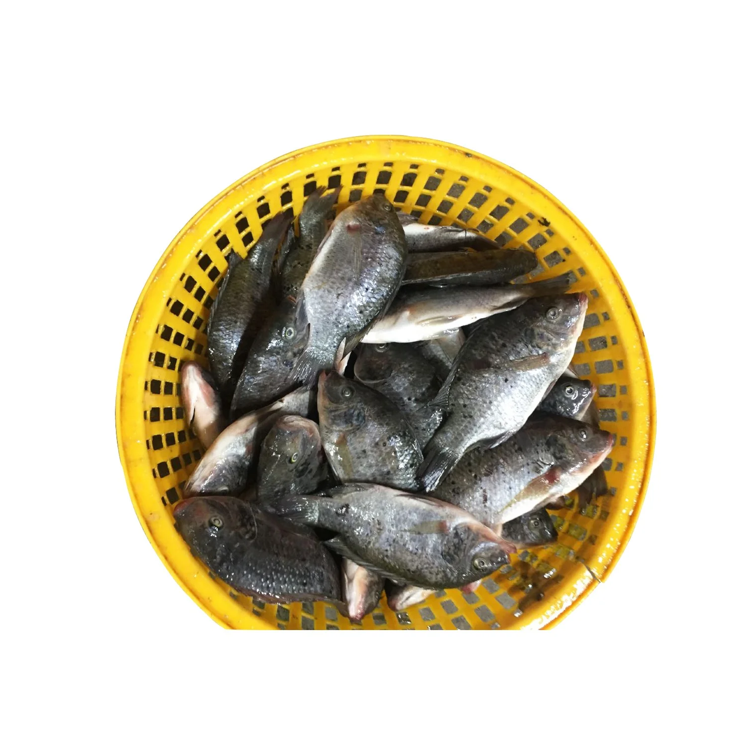 Frozen Whole Black Tilapia Fish Farming
