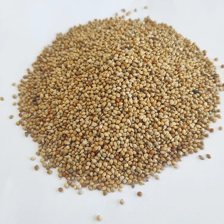 New Crop Chinese yellow millet seeds in husk Low price
