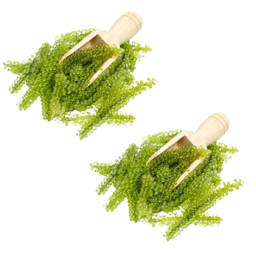 100% Wild Craft Sea Grapes Nori Salted Seaweed Seafood Haccp Certified Fast Delivery Halal Certified Packaging Vietnam