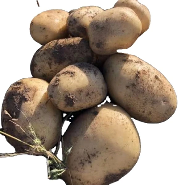 
Guaranteed quality freshly picked high-quality and delicious yellow potatoes 